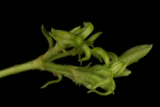 Trachelospermum jasminoides RCP05-07 217.jpg